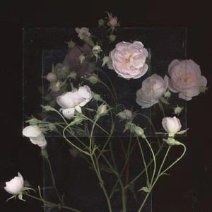 嫩草91香蕉国产观看免费
